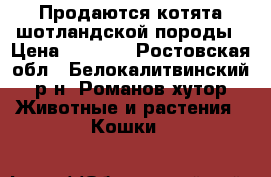 Продаются котята шотландской породы › Цена ­ 1 500 - Ростовская обл., Белокалитвинский р-н, Романов хутор Животные и растения » Кошки   